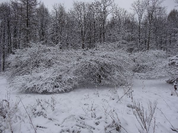 Bleeksgrund